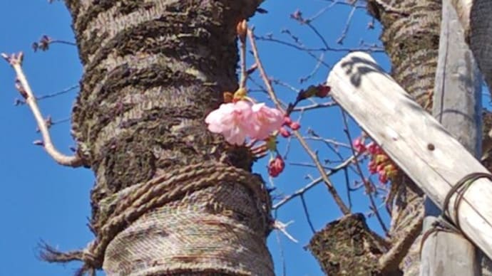 果報は寝て待て!さんぽ。②横濱緋桜数輪開花