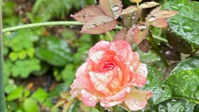 雨だったので