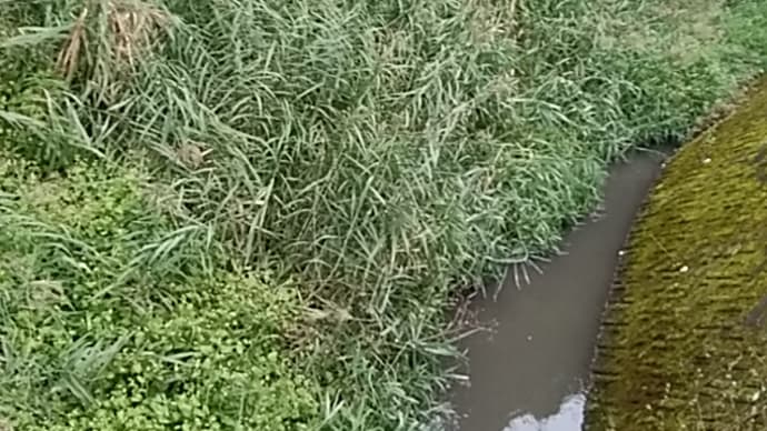 田中紫江/菰の花先へ先へと水路あり