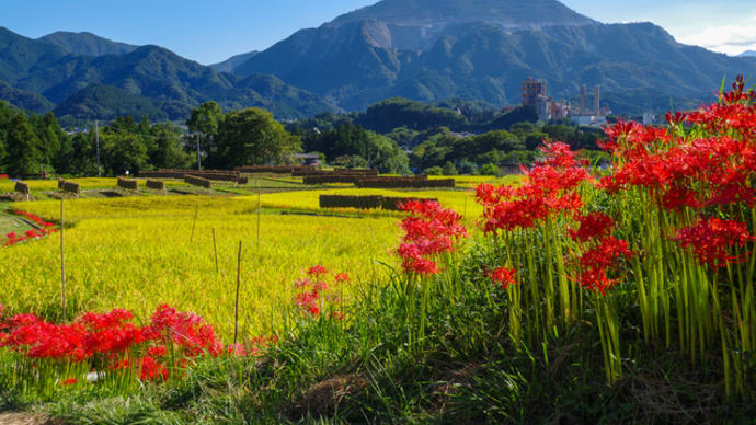 グローバルライフ株式会社 | Global Life 秋の花「彼岸花」について
