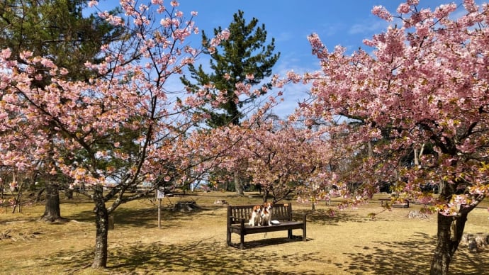 桜を見に行く