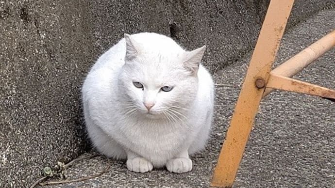右半身だけ呪われてる(?)って話
