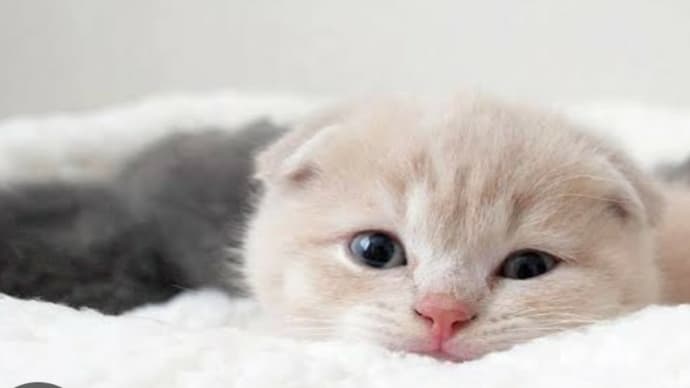 通勤用マンションに🐱