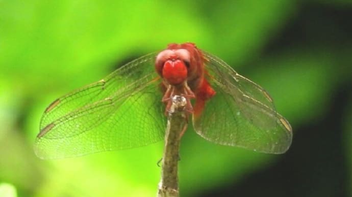 花菖蒲園のトンボ 花しょうぶの異変
