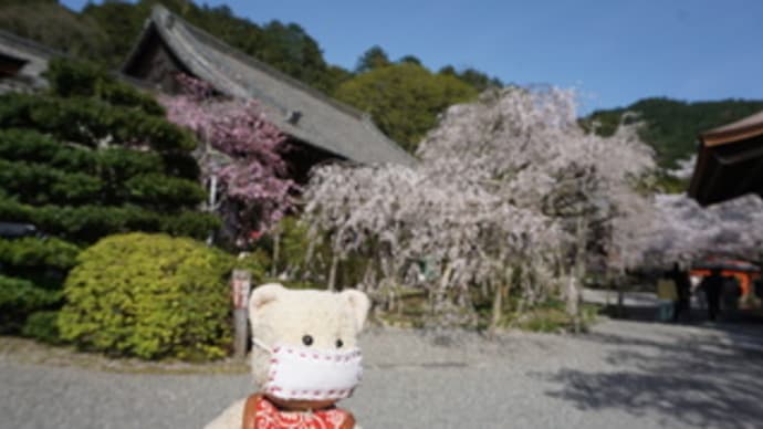 枝垂れ桜を求め山科エリアへ。「毘沙門堂門跡」と「大石神社」へ