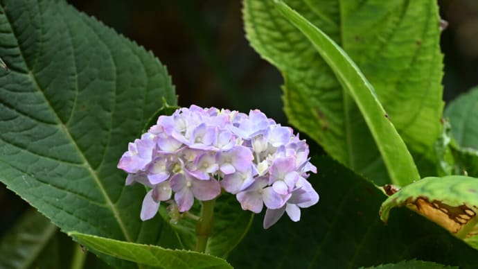 8月の紫陽花 曽谷緑地公園