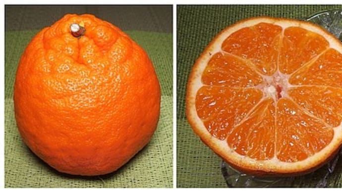 高糖度が特徴の新品種 柑橘産業の振興に期待「あすみ」