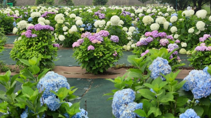紫陽花