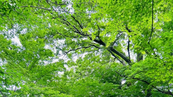 自然の中に行こう計画^ ^