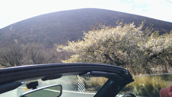 大室山の桜