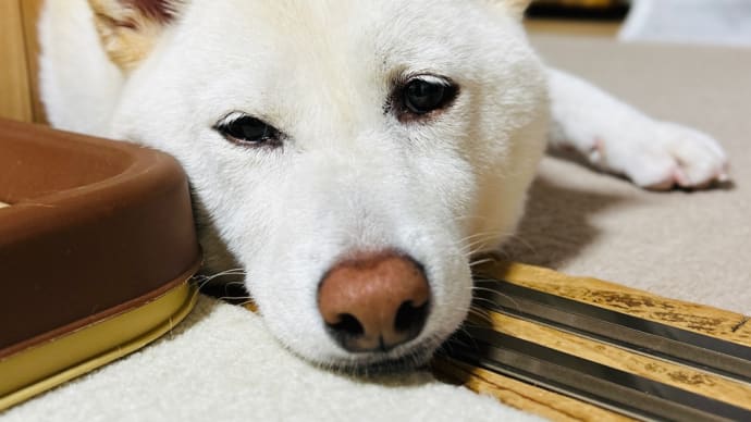 どうしよっかな