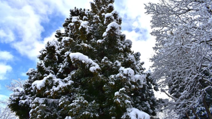 真っ白雪景色よりメリークリスマス。