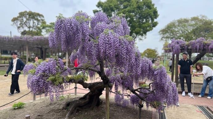 天王川公園では藤祭り