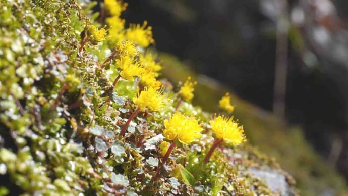 身近な里山の花々