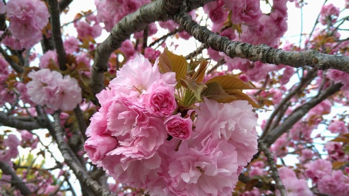 牡丹桜ポンポン、「松本院」＆「廣禅寺」にて