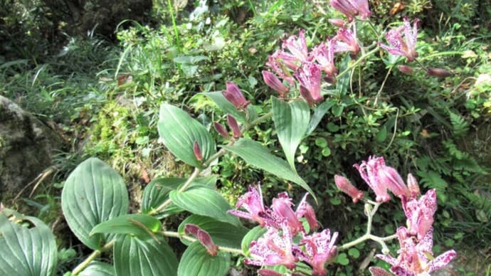 秋に庭で咲く山野草