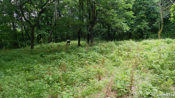 サンコウチョウのさえずりの下で貝母の球根の移植作業・除草作業。登山ノートボックスの再設置(妻女山里山通信)