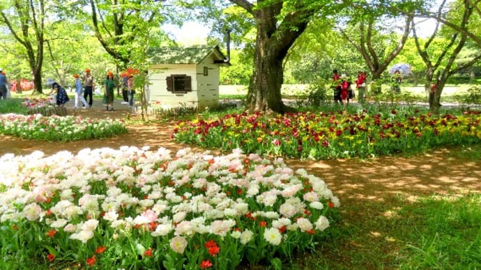 国営昭和記念公園のチューリップ花畑、ネモフィラ、ナノハナの花畑。