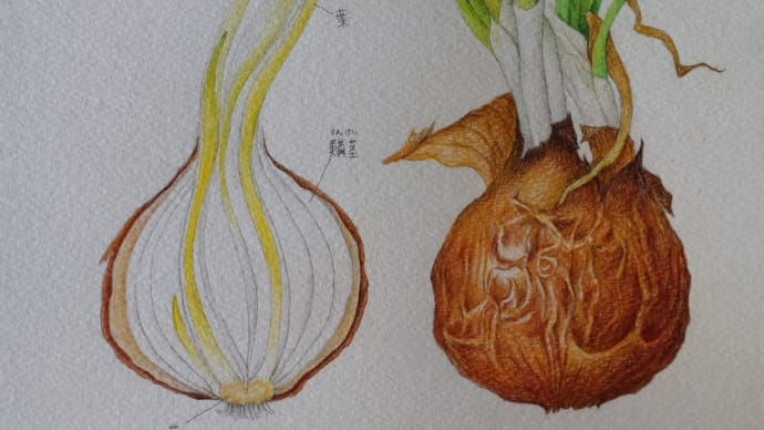 玉ねぎ 食べているのは葉っぱ