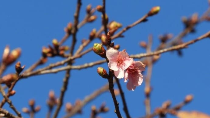 河津桜がもう咲いた。