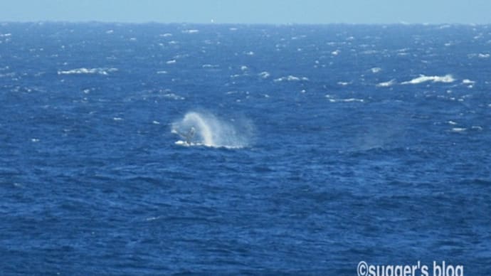 ザトウクジラのテールアップ