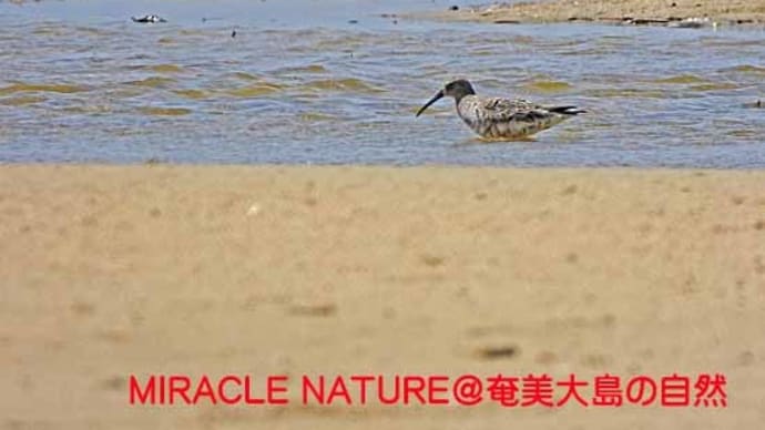 旅鳥、続々到着、その5:サルハマシギ、ソリハシシギ、コアオアシシギ