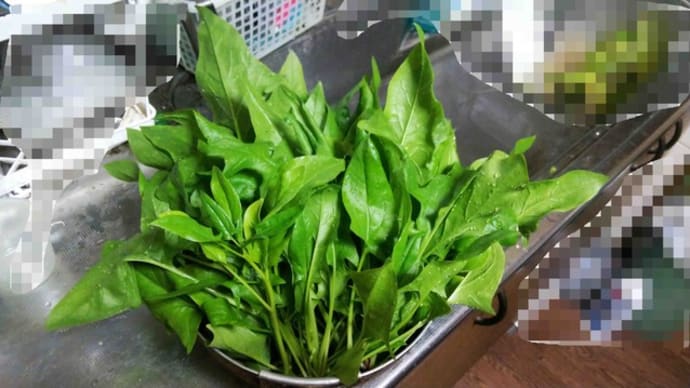ほうれん草たくさん収穫