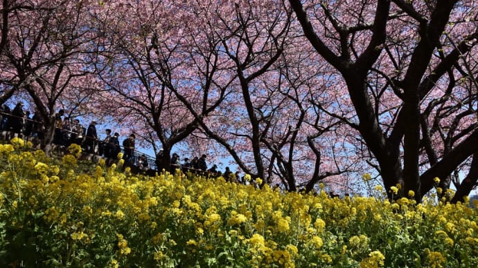 さくら狩り 神奈川県足柄上郡松田町 第24回まつだ桜まつり(3)三合目から渋滞