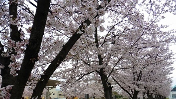 手柄山 の 「桜」 2015