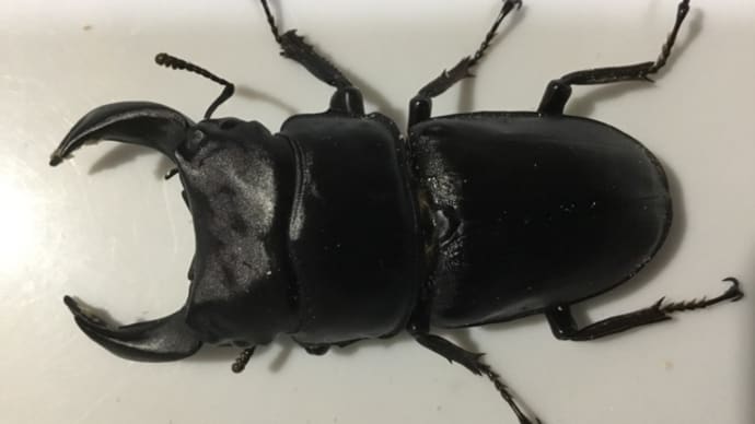初めてのオオクワガタがお星様に まとめてブログ