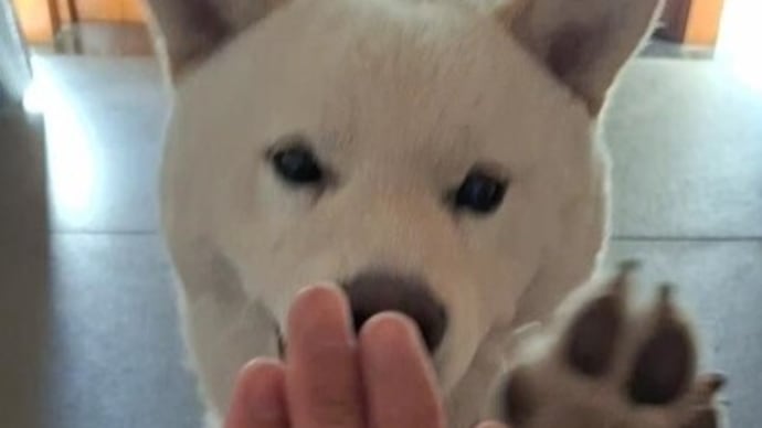 「両親はスーパードッグ」 デコピンの知られざる“出生の秘密” プロは「大谷さんのしつけは見事」と絶賛