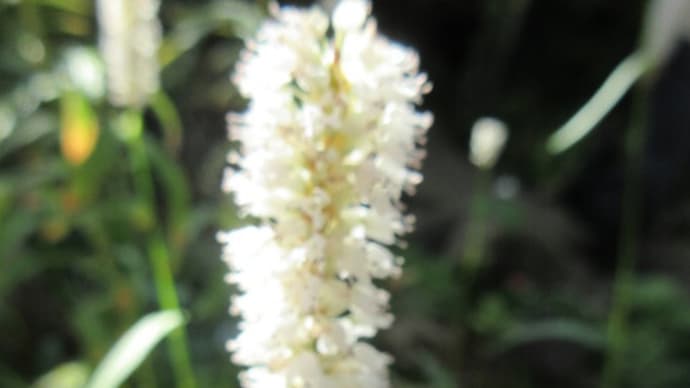 今日の花(イブキトラノオ、ルリトラノオ)