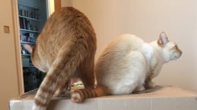 4歳になりました!