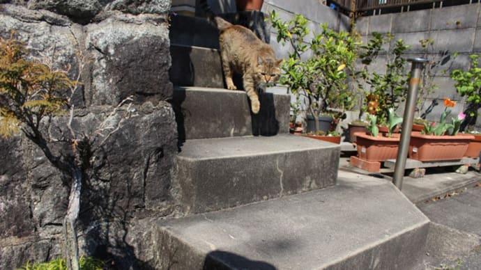 路地の猫 モモちゃんと散歩 桜満開