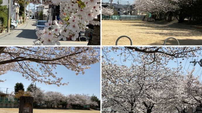 週末 城南荘の桜 見頃