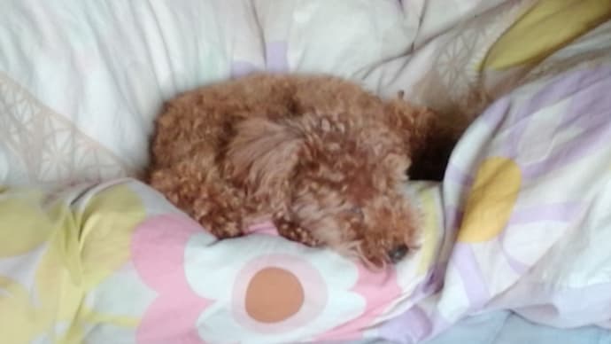 休日の朝