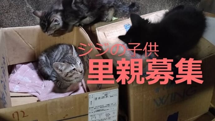ジジの子供達 ~ 2021年春4月後半生まれ:里親募集中