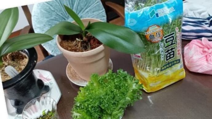 ♪　居間のテーブルの一角がミニミニ菜園になっていて、三つ葉とフリルレタスが育ってる　　