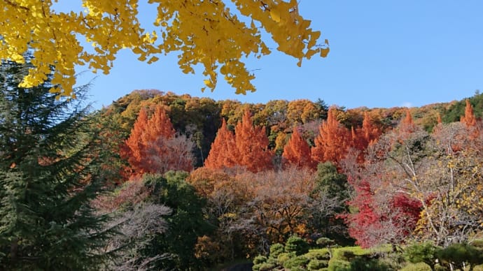 朝散歩の紅葉とナス、ピーマン、パプリカを撤去　♬大空と大地の中で（松山千春）