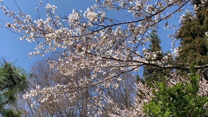 あちこちに春が🌸ジャガイモを植えました &山梨学院おめでとう