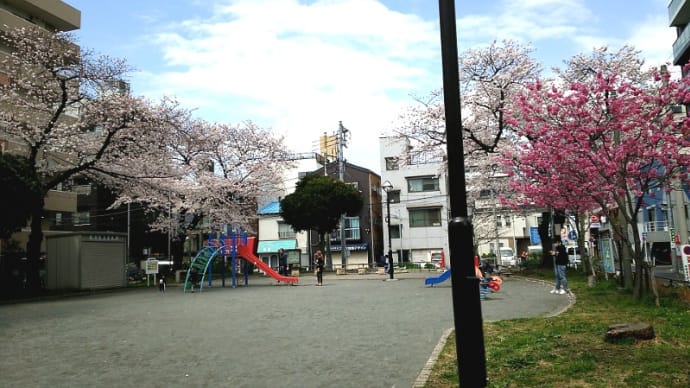 真金町公園の桜 2022