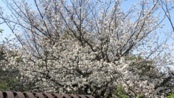 山桜、ヨコハマヒザクラ、大島桜が咲き始めたさくらの谷