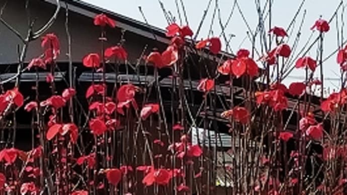 街角散歩 春なのに秋色