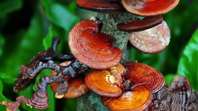 ウズヒコはトリカブトを使った?
上野俊一さんの文のシェア