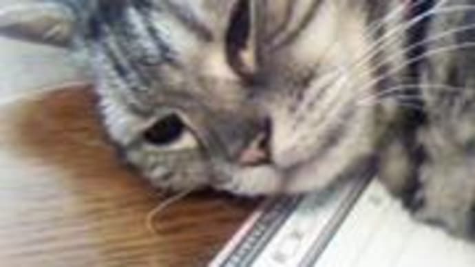 ゆっくり