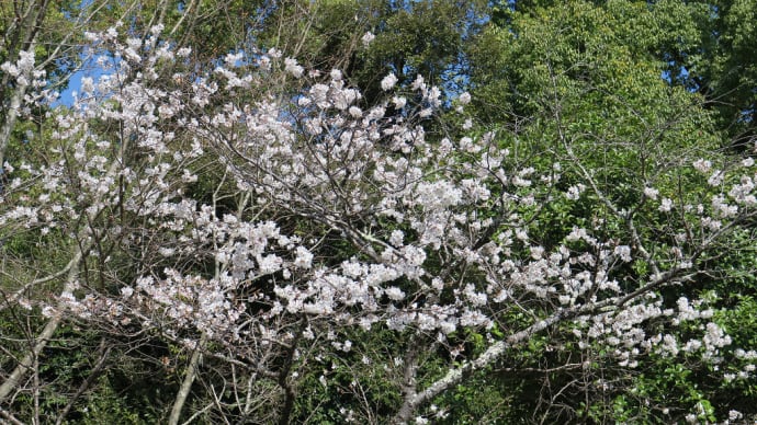 植物園の桜