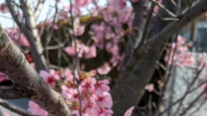 花びらに励まされます