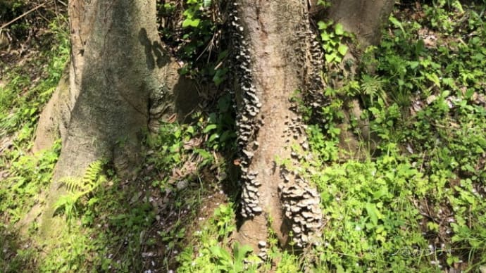 丘陵地を歩く