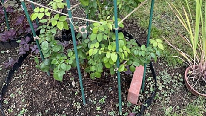 バラの剪定と頂き物のお野菜と抗原検査その後