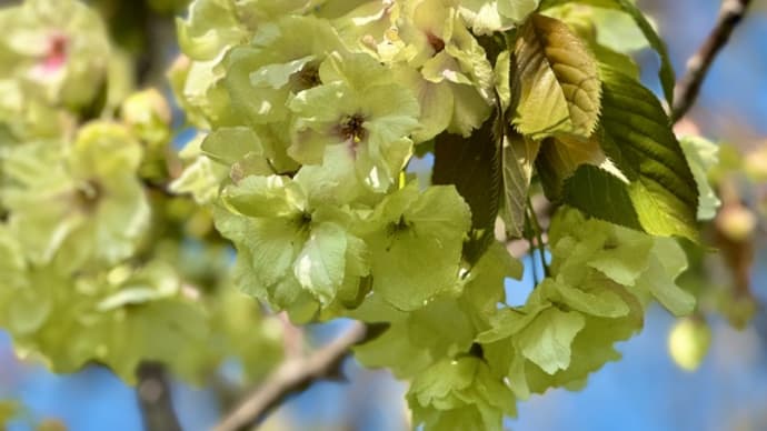 御衣黄と八重桜